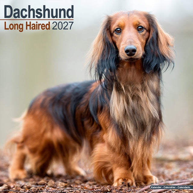 Dachshund Longhaired SS Wall