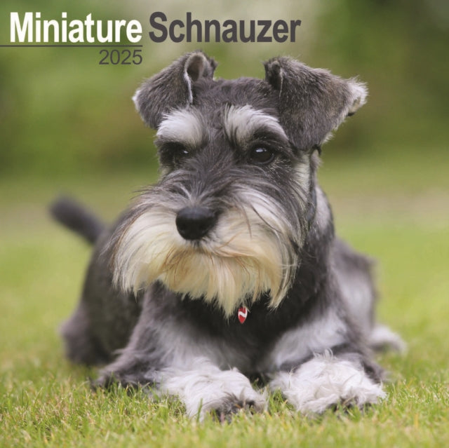 Miniature Schnauzer Square Wall Calendar 2025