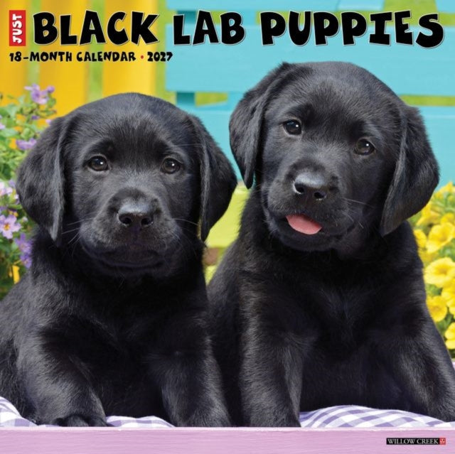 Black Lab Puppies 2027 Wall