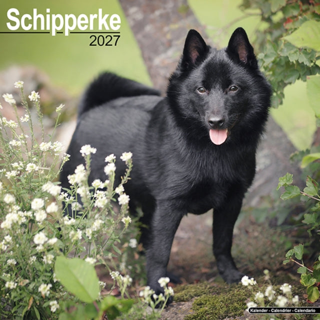Schipperke