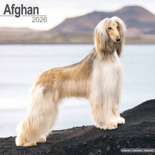 Afghan Calendar 2026 Square Dog Breed Wall Calendar - 16 Month