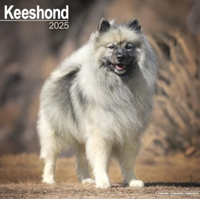 Keeshond Calendar 2025 Square Dog Breed Wall Calendar - 16 Month