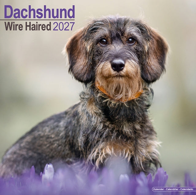 Dachshunds Wirehaired Wall
