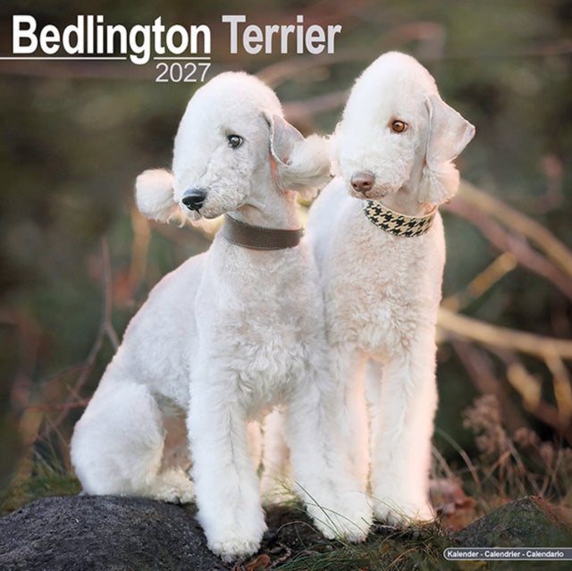 Bedlington Terrier
