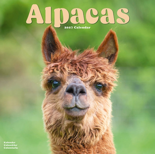 Alpacas