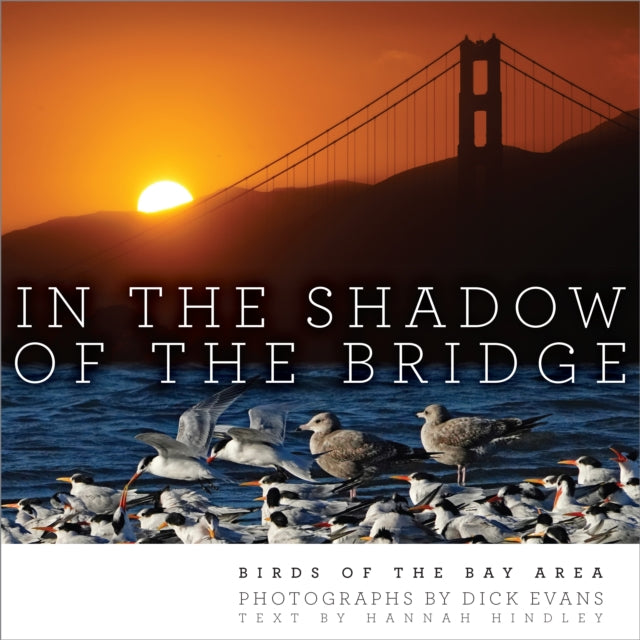 In the Shadow of the Bridge