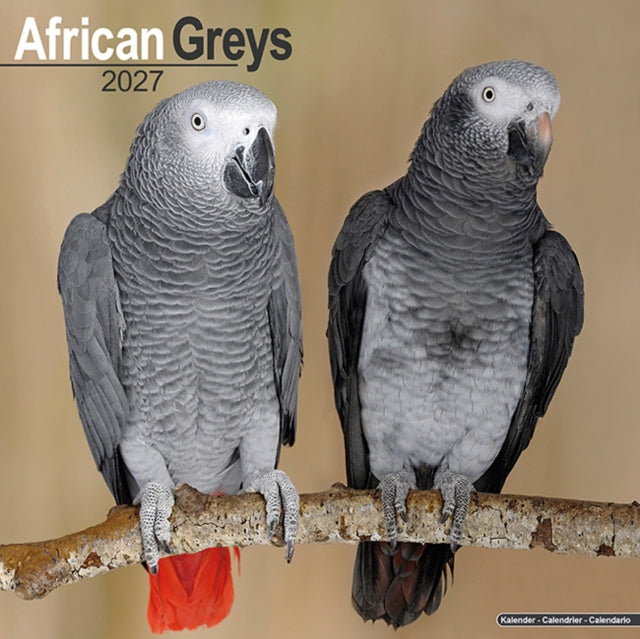 African Greys