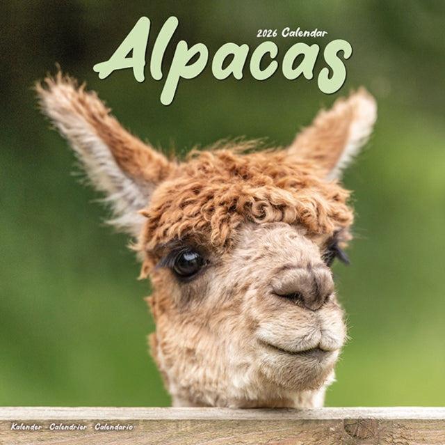 Alpacas Calendar 2026 Square Animal Wall Calendar - 16 Month