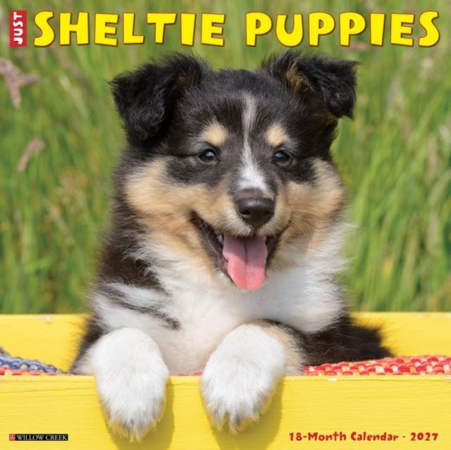 Sheltie Puppies 2027 Wall