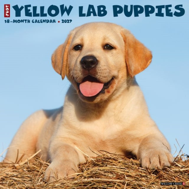 Yellow Lab Puppies 2027 Wall