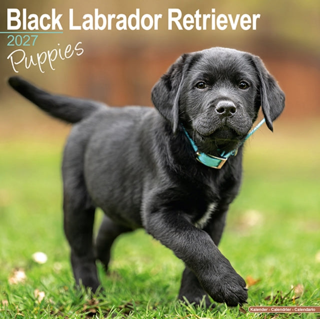 Black Labrador Puppies