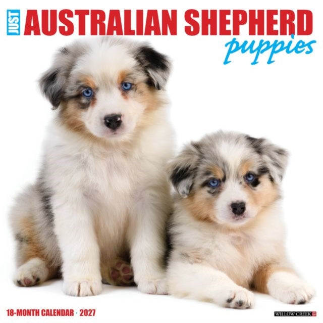 Australian Shepherd Puppies 2027 Wall