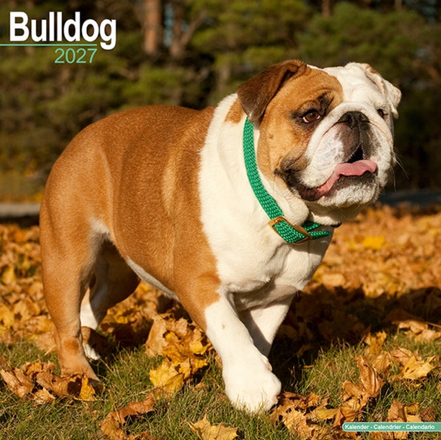 Bulldog Wall