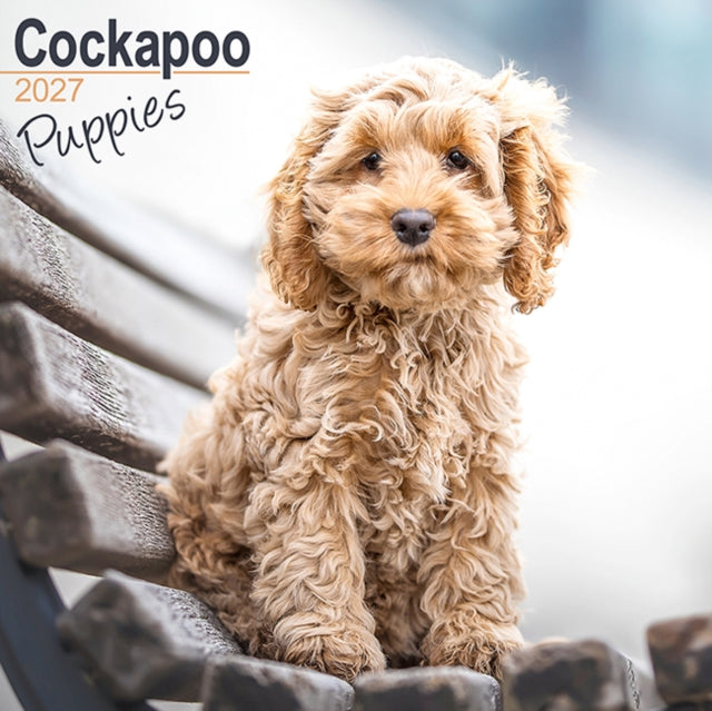 Cockapoo Puppies