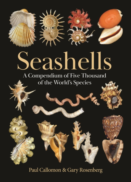 Seashells