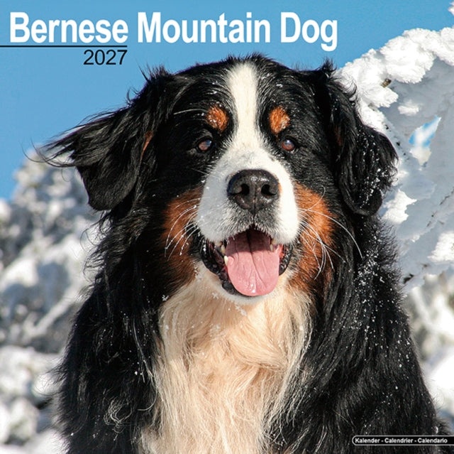 Bernese Mountain Dog Wall