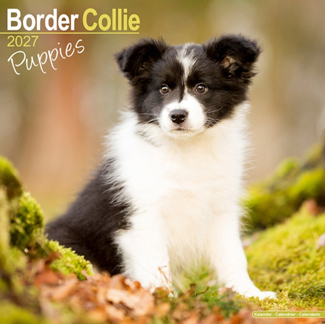 Border Collie Puppies