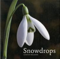 SNOWDROPS
