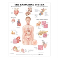The Endocrine System Anatomical Chart