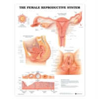 The Female Reproductive System Anatomical Chart