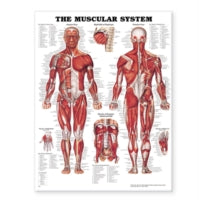MUSCULAR SYSTEM UNMOUNTED