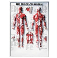 The Muscular System 3D Raised Relief Chart