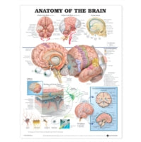 ANATOMY OF THE BRAIN ANATOMICAL CHART