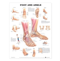 Foot and Ankle Anatomical Chart
