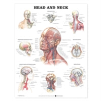 HEAD AND NECK ANATOMICAL CHART