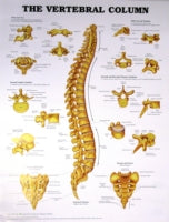 The Vertebral Column Anatomical Chart