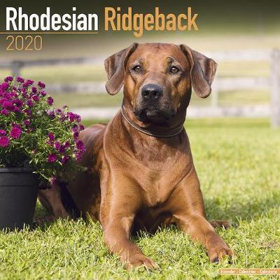 Rhodesian Ridgeback Calendar 2020