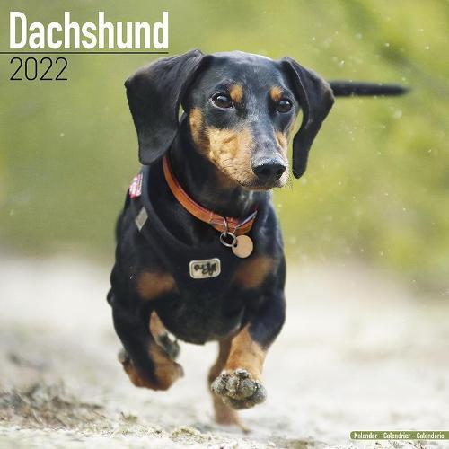 DACHSHUND 2022 WALL CALENDAR
