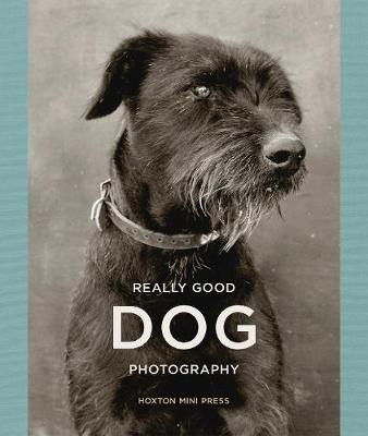 REALLY GOOD DOG PHOTOGRAPHY