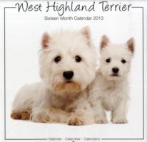 West Highland Terrier (Studio) 2013