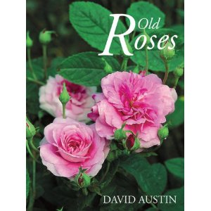 OLD ROSES