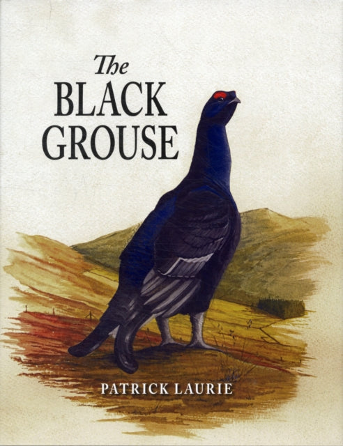 Black Grouse