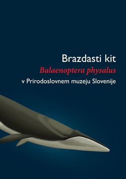 Brazdasti kit - Balaenoptera physalus - v Prirodoslovnem muzeju Slovenije