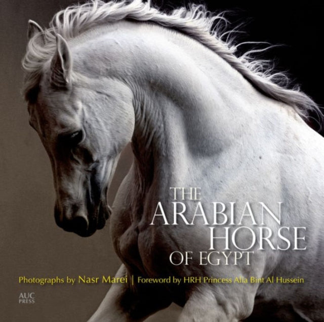Arabian Horse of Egypt