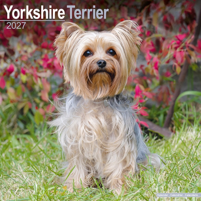Yorkshire Terrier Wall