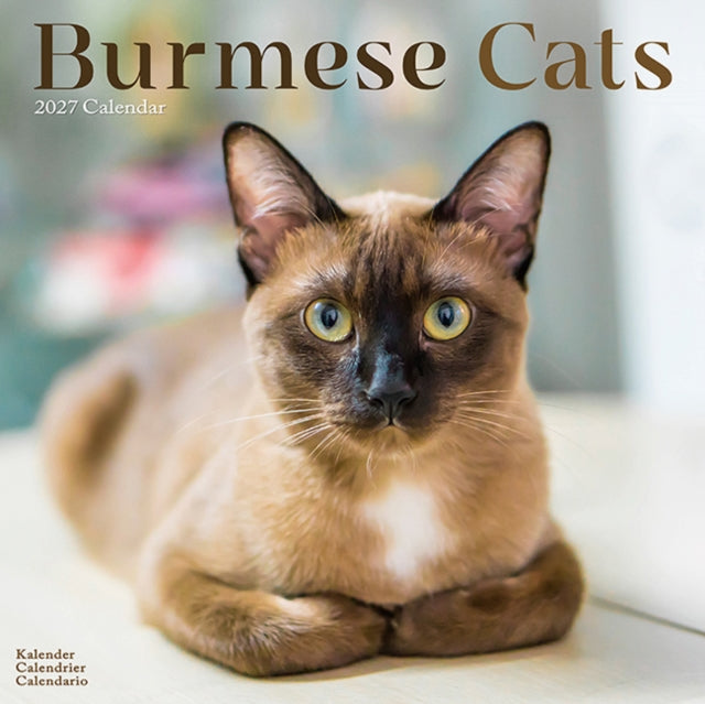 Cats Burmese