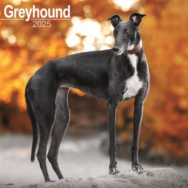 Greyhound Square Wall Calendar 2025