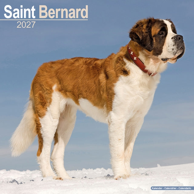 Saint Bernard SS W