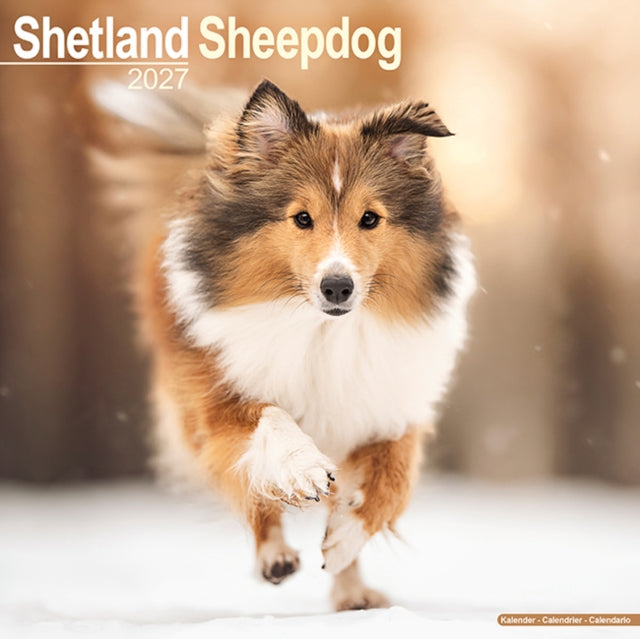 Shetland Sheepdog Wall