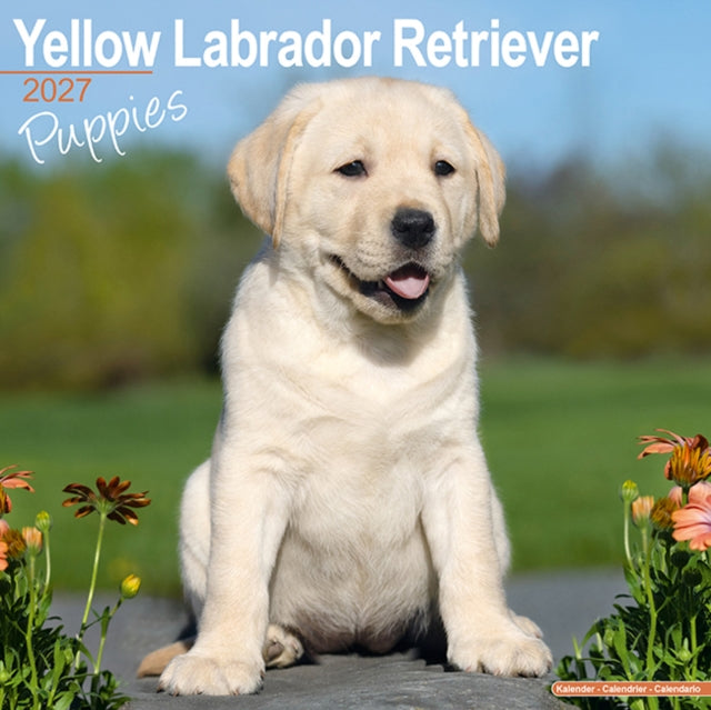 Yellow Labrador Puppies