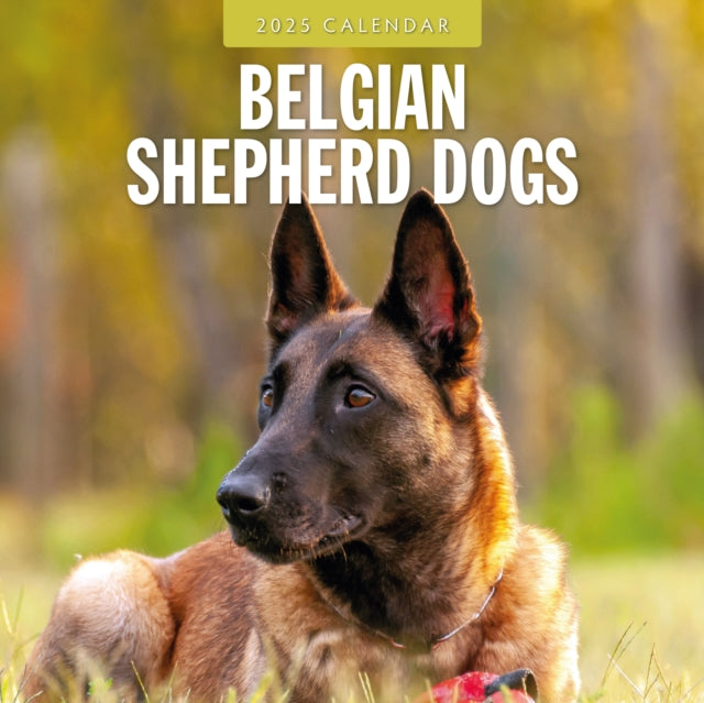 Belgian Shepherd Dogs 2025 Square Wall Calendar