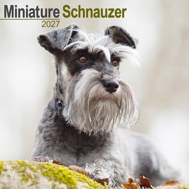 Miniature Schnauzer Wall