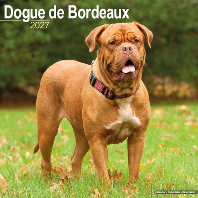 Dogue De Bordeaux