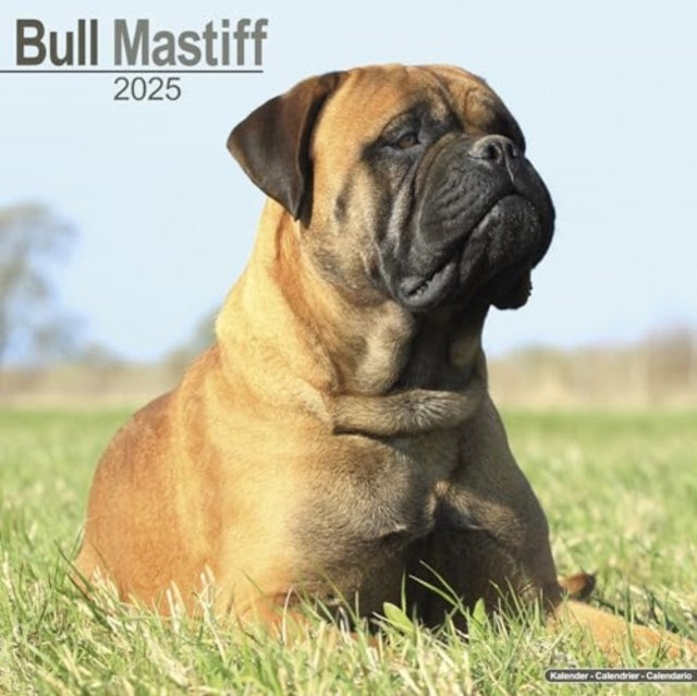 Bull Mastiff Calendar 2025  Square Dog Breed Wall Calendar - 16 Month