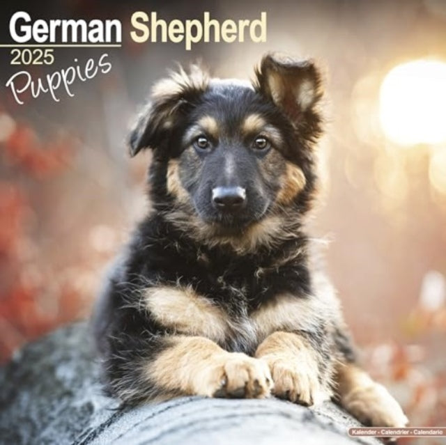 German Shepherd Puppies Calendar 2025  Square Dog Puppy Breed Wall Calendar - 16 Month