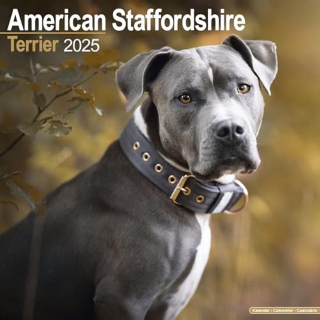 American Staffordshire Terrier Calendar 2025  Square Dog Breed Wall Calendar - 16 Month
